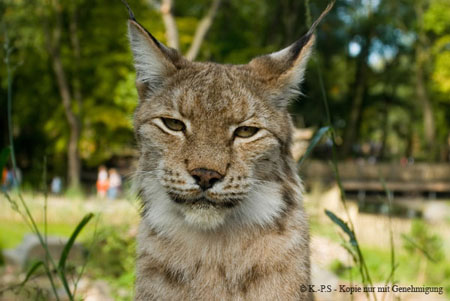 Luchs 01_filtered