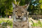 Luchs 01_filtered