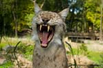 Luchs 02_filtered