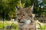 Luchs 03_filtered