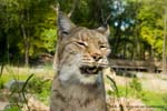 Luchs 04_filtered